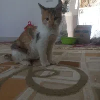 گربه خانگی|گربه|سنندج, |دیوار