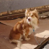 اهدای سگ خانگی  ، اشپیتز ، دارای شناسنامه،