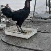خروس لاری فروشی