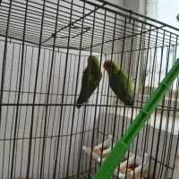 3عدد طوطی|پرنده|سنقر, |دیوار