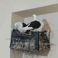 کفتر|پرنده|سراب, |دیوار