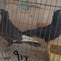 کبوتر فروشی|پرنده|تفت, |دیوار