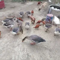 قوغاز نر وماده 11 عدد