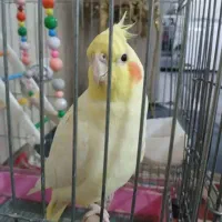 یه عدد عروس هلندی لوتینودرخاک فرج گم شده
