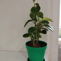 گل قاشقی زیبا مناسب برای هدیه روز مادر