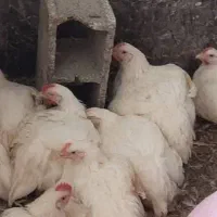 مرغ زنده|حیوانات مزرعه|شیراز, ده پیاله|دیوار