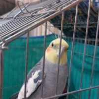 عروس هلندی نر