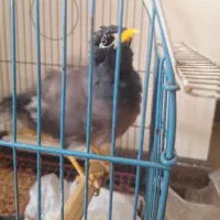مرغ مینا