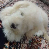 پاپی شیتزوکراس|سگ|تربتحیدریه, جانبازان|دیوار