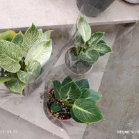 هدیه صد و دویست|گل و گیاه طبیعی|نیشابور, شهید بهشتی|دیوار