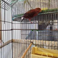 فروش قناری ماده|پرنده|فردیس, شهرک شهید حسینی|دیوار