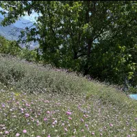 زمین|فروش خانه و ویلا|پل سفید, |دیوار