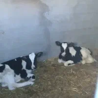 گاو شیری|حیوانات مزرعه|رادکان, |دیوار