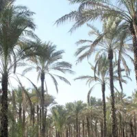 فروش-نخل-باغ