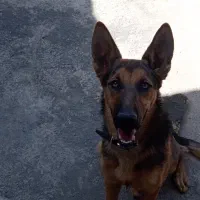 سگ ژرمن میکس