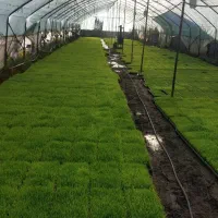 بانک نشاء آرمین امیدی