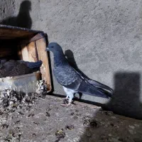 کبوتر یاکفتر