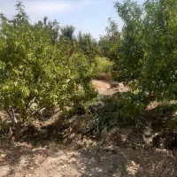 چهار دیواری باغی ۶۳۵ متر|فروش خانه و ویلا|ورامین, ورامین|دیوار