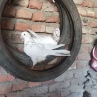 کبوتر برای نگهداری