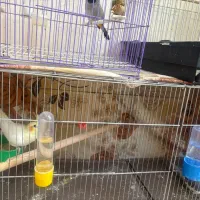 پرنده|پرنده|آبدانان, |دیوار