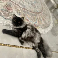 فروش گربه پرشین و هیمالین|گربه|برازجان, |دیوار