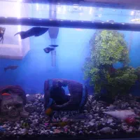 آکواریوم سالم تازه خرید دوماه خریدم