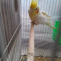 عروس هلندی جفت معاوضه با کوتوله دستی