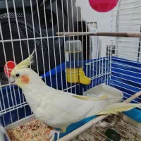 عروس هلندی نر