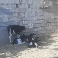 فروش گوساله|حیوانات مزرعه|چترود, |دیوار