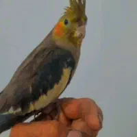 عروس هلندی ماده