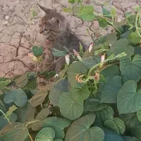 بچه گربه گمشده