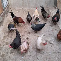 نیمچه و بالغ،  محلی گردن لخت گلین