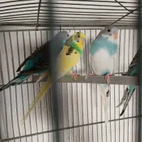 مرغ عشق های کارداده وآماده|پرنده|اقبالیه, |دیوار