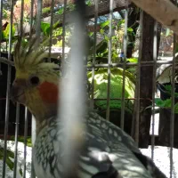 دو عدد عروس هلندی|پرنده|کلارآباد, |دیوار