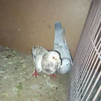 کفتر|پرنده|تربتحیدریه, مسجد جامع|دیوار