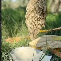 گرد ابره نخل ۱۱ تومن