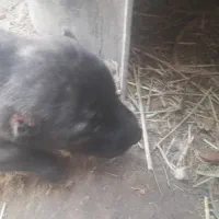 فروش سگ ماده افغان