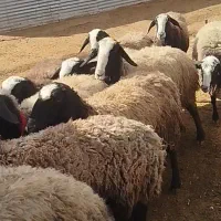 60رس اصیل شال