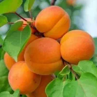 تولید عمده نهال میوه، خریدی مطمئن از نهالستان،مشهد