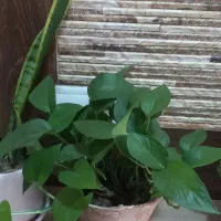 گلهای اپارتمانی|گل و گیاه طبیعی|اصفهان, ابر|دیوار