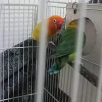 جفت کوتوله|پرنده|مشهد, هدایت|دیوار