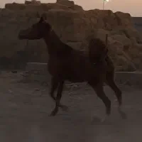 مادیون عرب|اسب و تجهیزات اسب‌سواری|ورامین, ورامین|دیوار