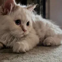 گربه رگدال