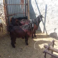 کهره نر