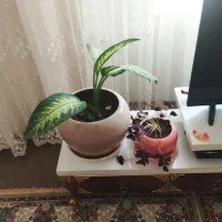 گل گیاه