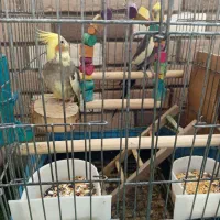 عروس هلندی جفت|پرنده|محمدیه-قزوین, |دیوار