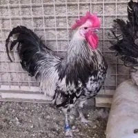 مرع و خروس و جوجه لاکندزی|حیوانات مزرعه|تهران, پاسداران|دیوار