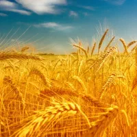 اجاره زمین کشاورزی گندم ۱۹هکتار طوبیه