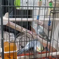 عروس هلندی جفت|پرنده|پاکدشت, پاکدشت (مامازند)|دیوار