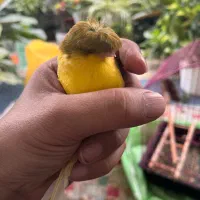 قناری نژاد گلاستر